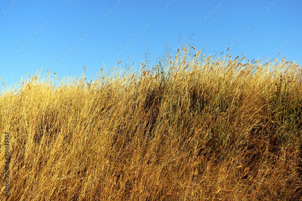 Fototapeta premium dry tall grass on a hill
