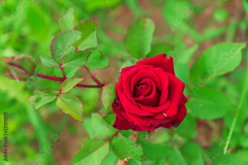 top view of bright blooming single red rose in the garden.