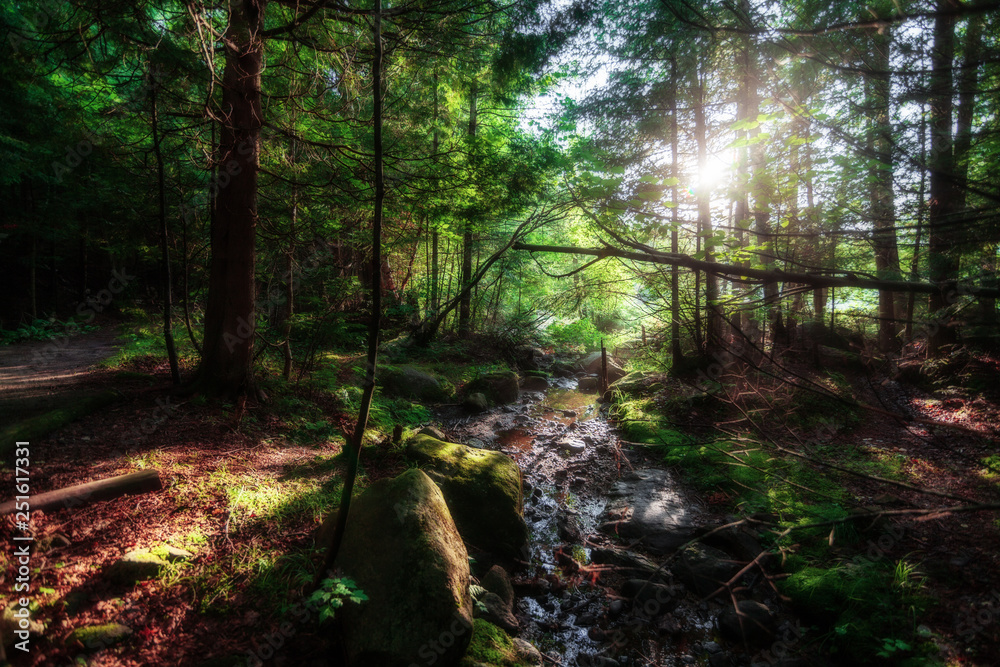 Fototapeta premium morning in forest