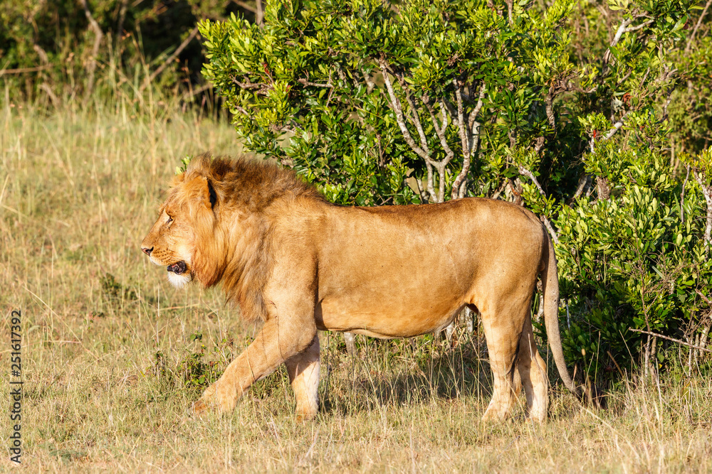 Walking male lion in the bushes on the African savannah in Kenya