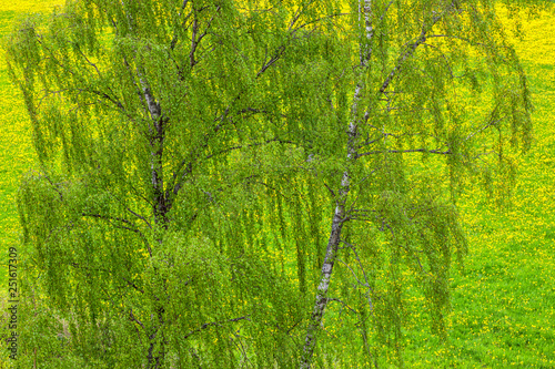 Birch tree on a dandelion field