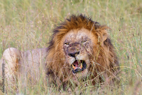 Male Lion with black mane lying in the grass and resting