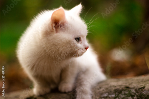 cat hunts in leaves of the autumn park. Pets