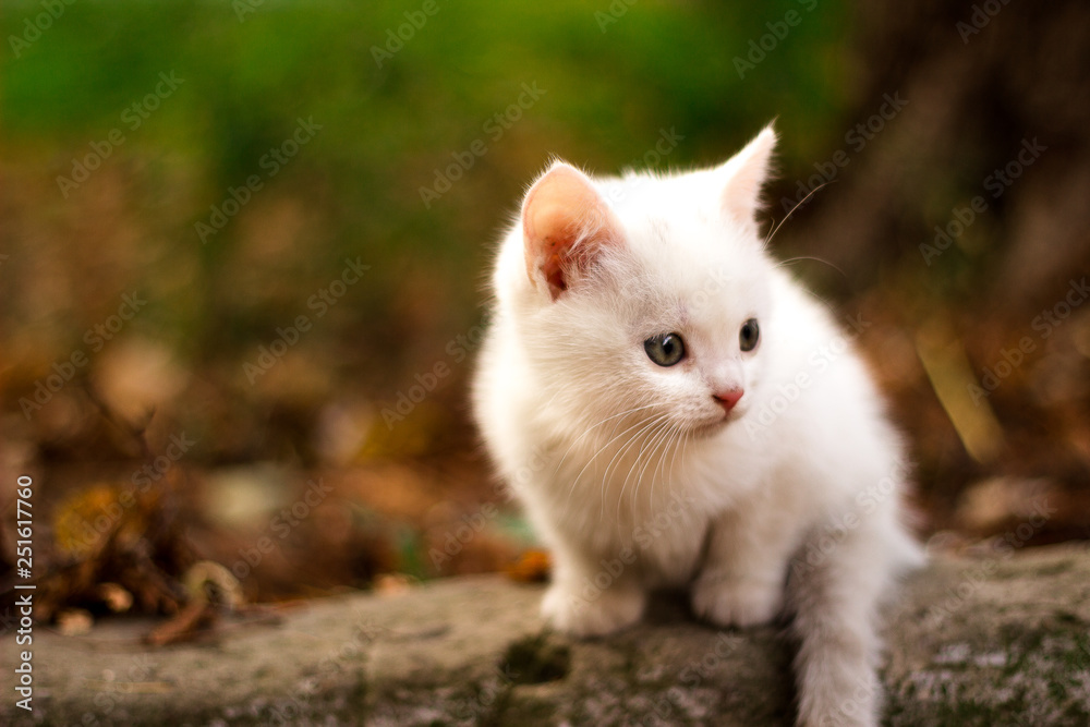 little white cat sits on a big stone in the park