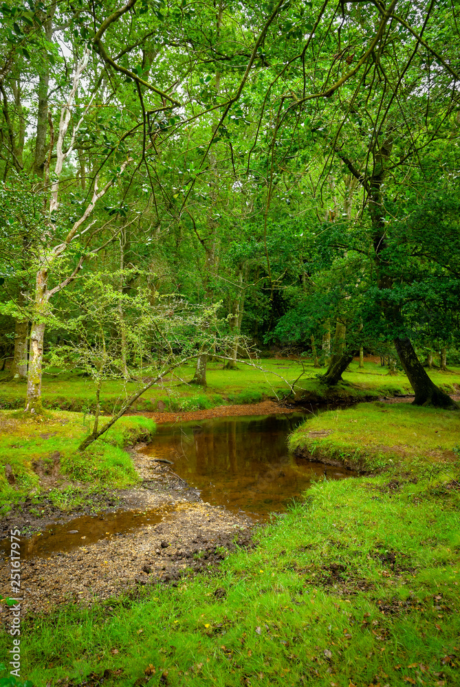 The New Forest, Southampton, Hampshire, England The New Forest, Southampton, Hampshire, England