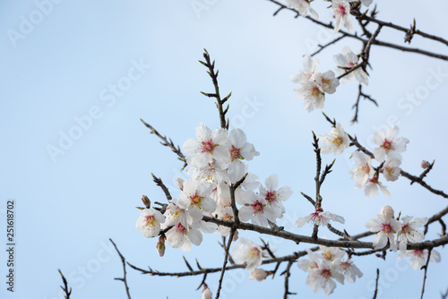 Cherry blossoms on the Cote d'Azur