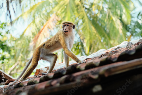 Cute Macaca Sinica Monkey on the Hut Roof © glazunoff