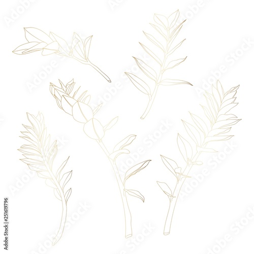 Gold tropical zamioculcas leaves on white background. Greeting cards, wallpapers, flyers and banners jungle concept element. 
