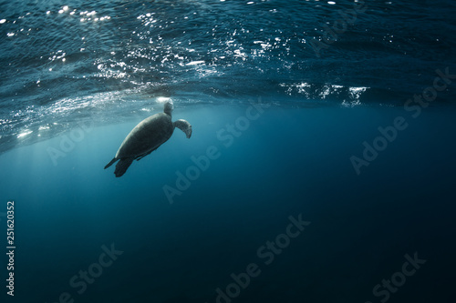 Hawksbill turtle floating in dark blue clear water