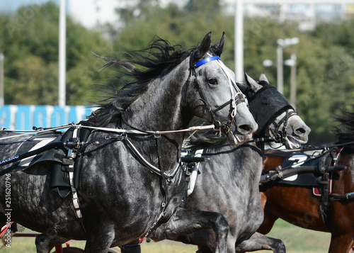 Obraz na płótnie Potrait of a gray horse trotter breed in motion on hippodrome w salonie