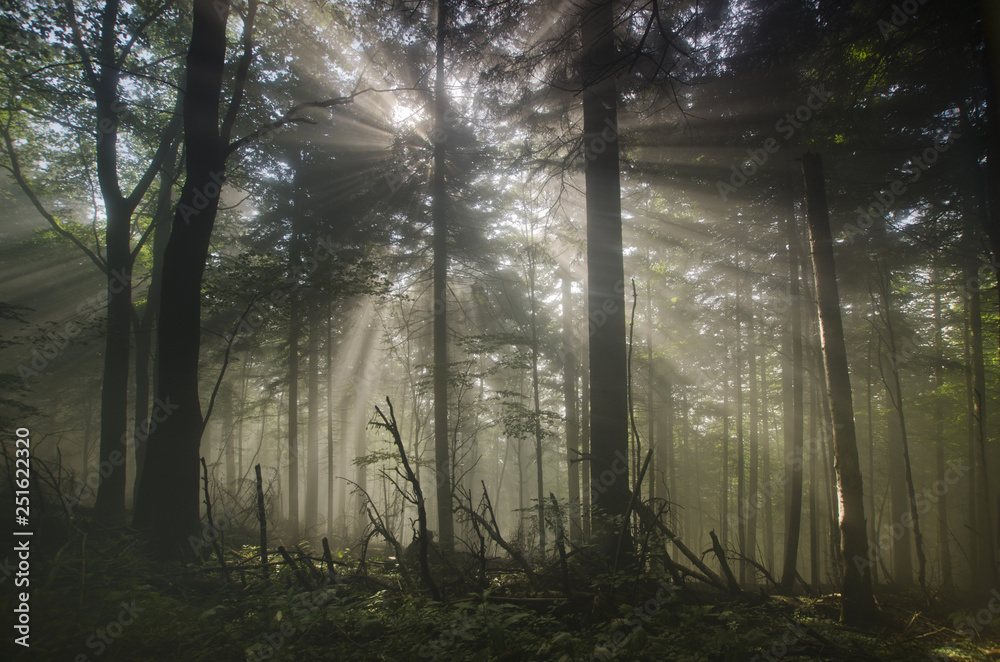 Naklejka premium Sun and fog in the forest landscape