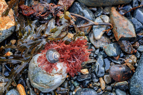 Φωτογραφία periwinkle snail seaweed and rocks macro