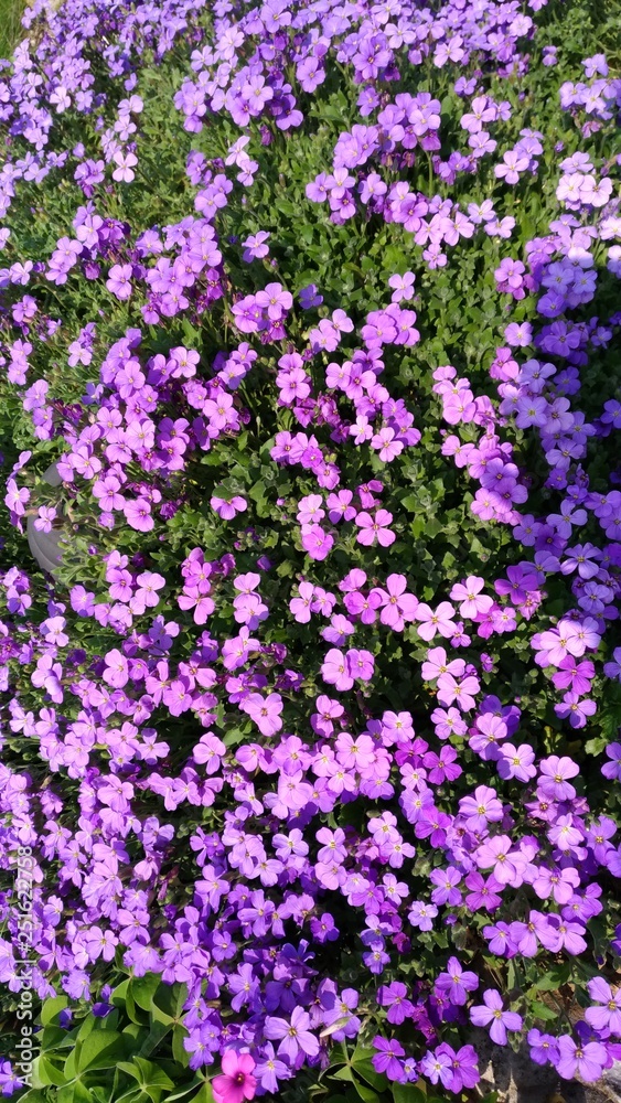 purple flowers in the garden purple flowers in the garden