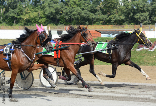 Horses trotter breed in motion on hippodrome. Harness horse racing