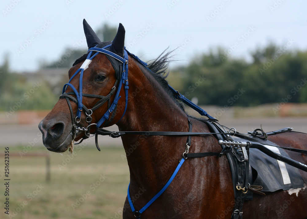Potrait of a bay horse trotter breed in motion on hippodrome