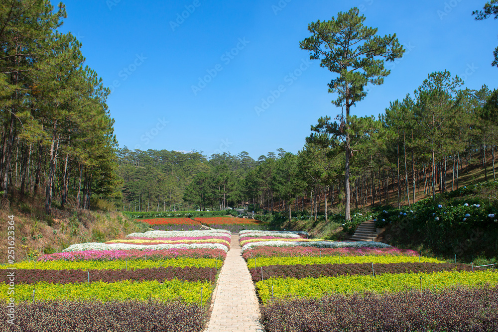 Fototapeta premium Valley of Love Da Lat, Vietnam