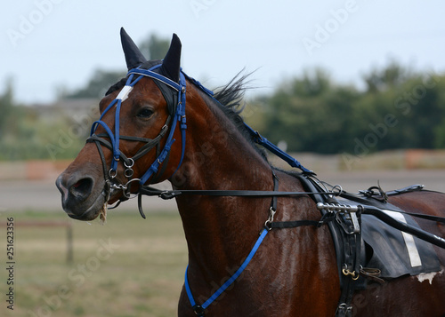 Obraz na płótnie Potrait of a bay horse trotter breed in motion on hippodrome w salonie