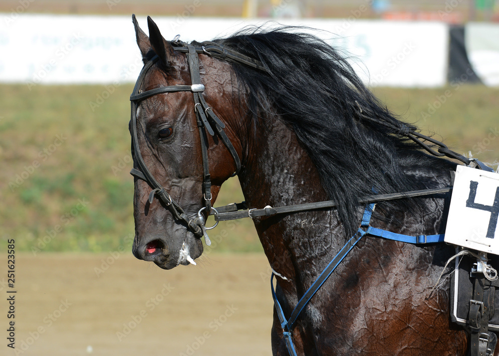 Potrait of strong dark bay horse trotter breed in motion on hippodrome