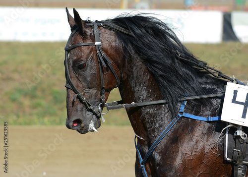Obraz na płótnie Potrait of strong dark bay horse trotter breed in motion on hippodrome w salonie