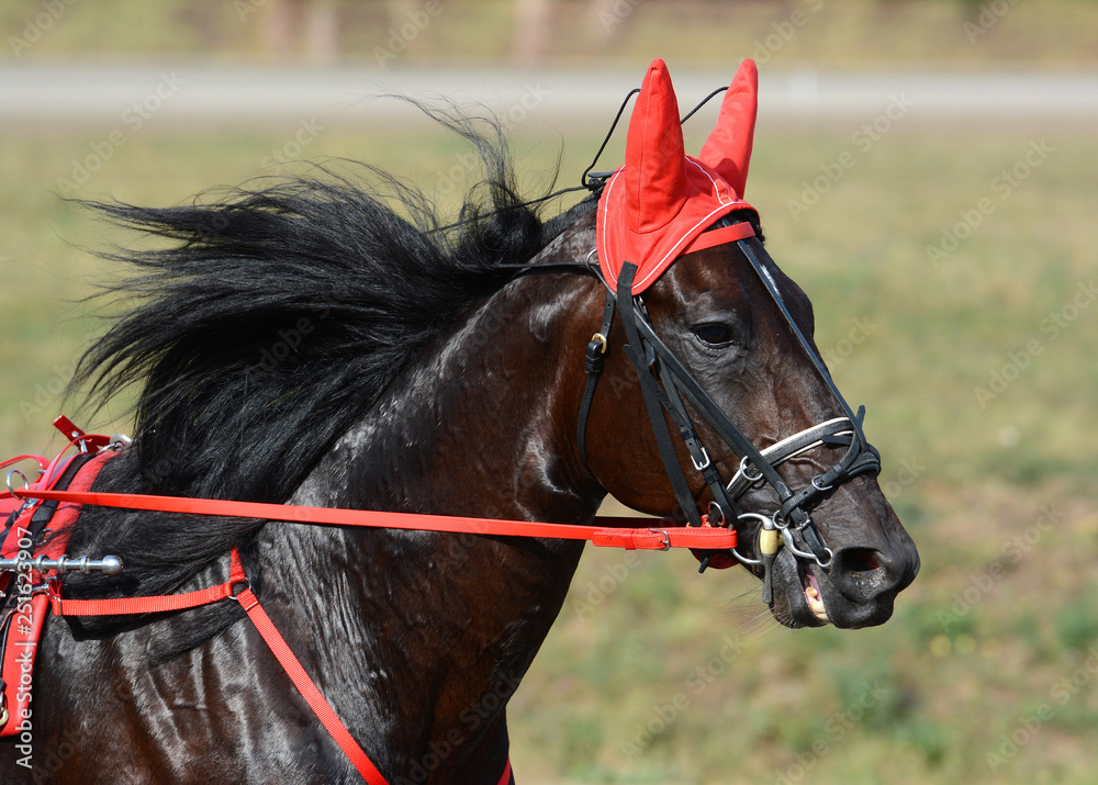 Potrait of a bay horse trotter breed in motion on hippodrome