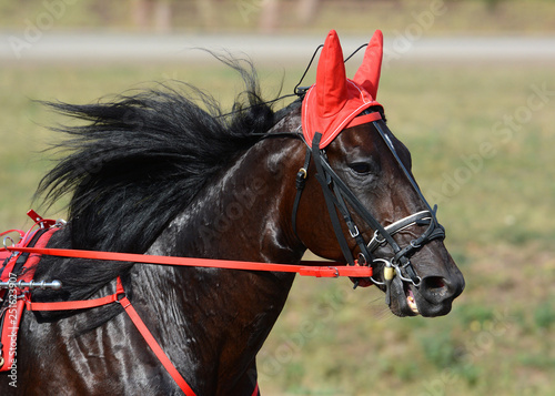 Obraz na płótnie Potrait of a bay horse trotter breed in motion on hippodrome w salonie