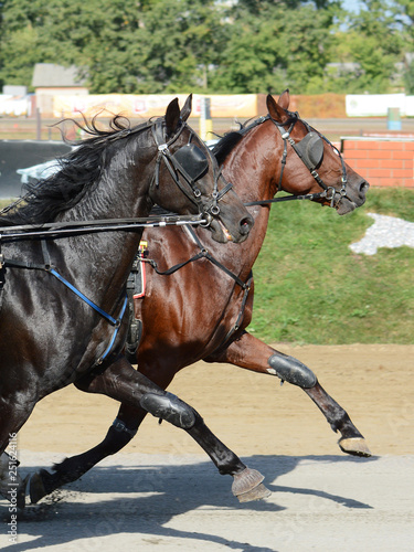 Potrait of a two horses trotter breed in motion on hippodrome.