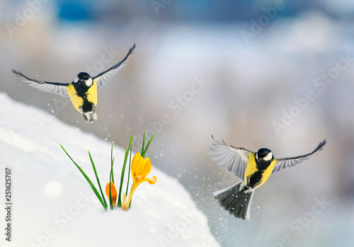 beautiful holiday card with two birds tit fly widely spreading their wings ov...