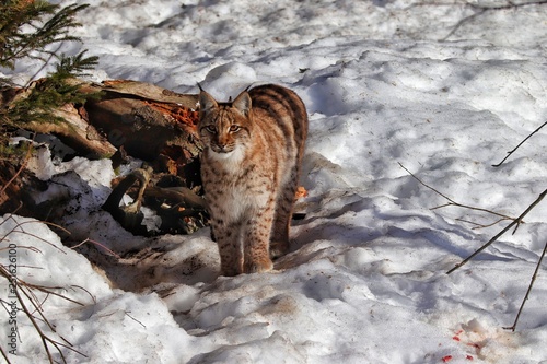 Luchs 