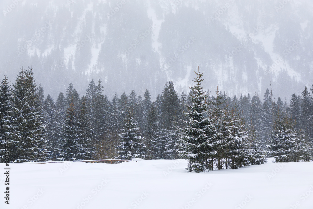 The coniferous forest in mountains in snowstorm