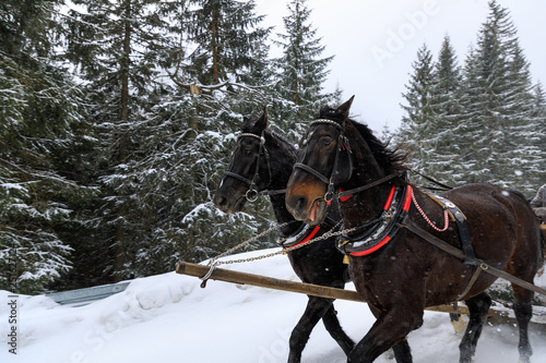 Fototapeta Naklejka Na Ścianę i Meble -  Horse carriage in mountains in winter