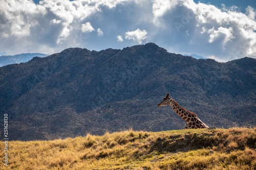 Giraffe standing on a hill with hills in the background