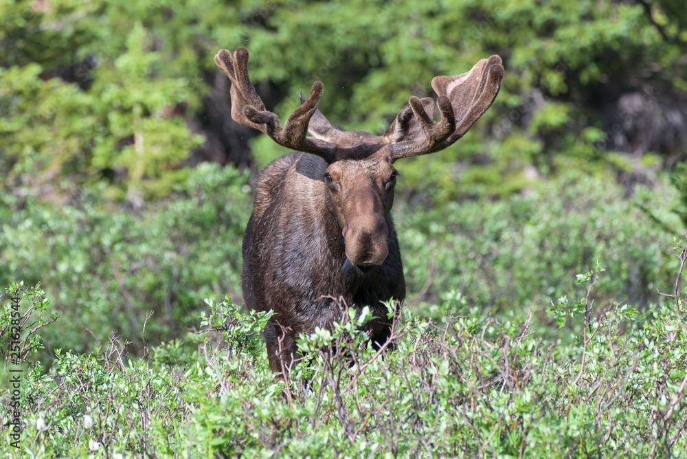 Shiras Moose in Colorado. Shiras are the smallest species of Moose in North America Shiras Moose in Colorado. Shiras are the smallest species of Moose in North America