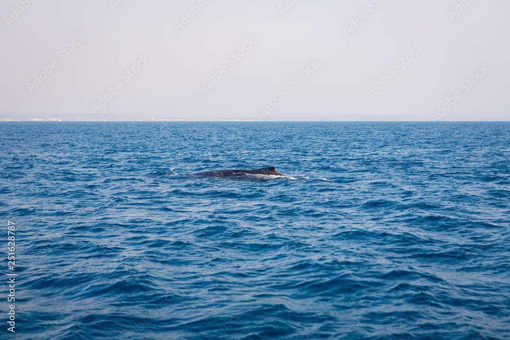 Fototapeta premium Australia whale queensland island