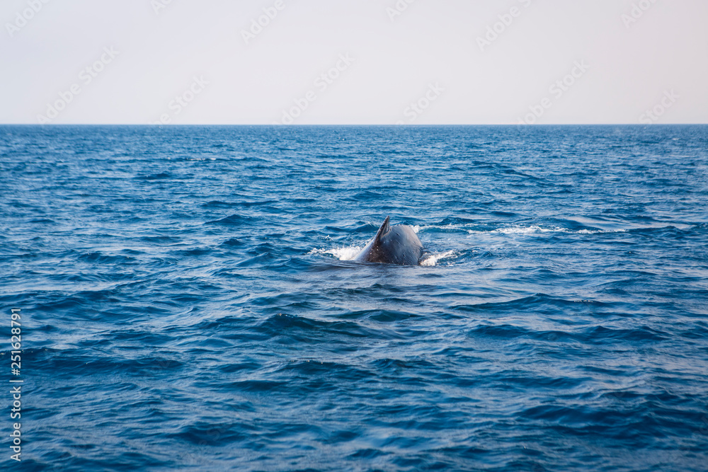 Fototapeta premium Australia whale in queensland whitsundays