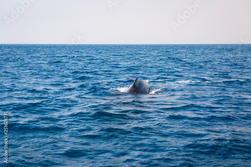 Australia whale in queensland whitsundays