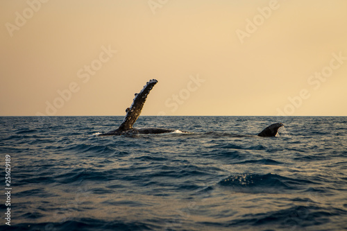 Australia whale in queensland whitsundays © Francis