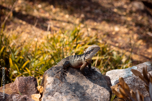 Australia iguana © Francis