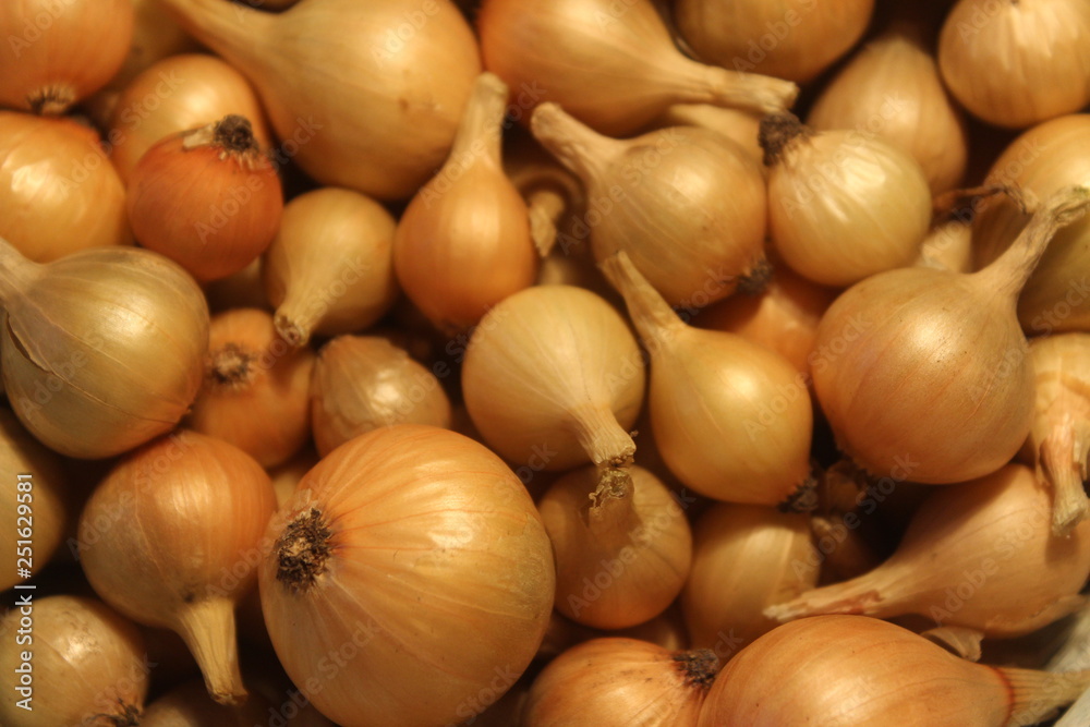 onions at market. Yellow onions crop. Bulb onions prepared for planting. onions at market. Yellow onions crop. Bulb onions prepared for planting.