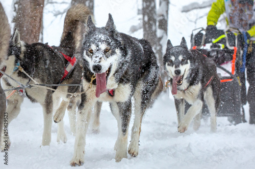 Team sled dogs running along a snowy road during heavy snow. Snow stuck to dog s muzzles