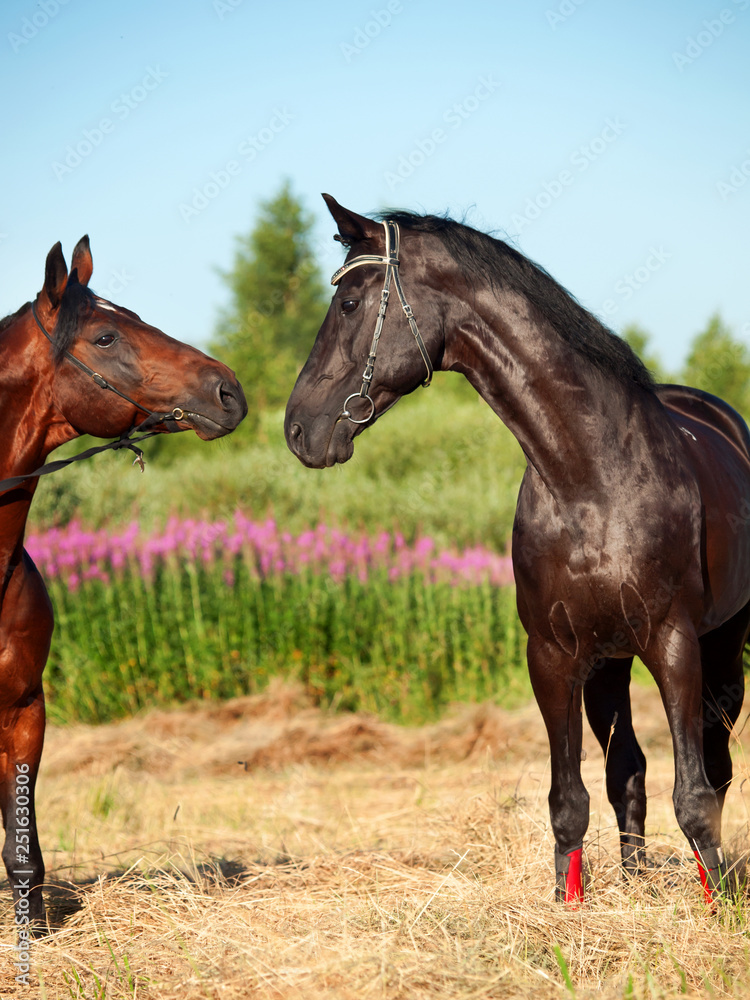 Obraz premium couple of Trakehner stallions in meadow