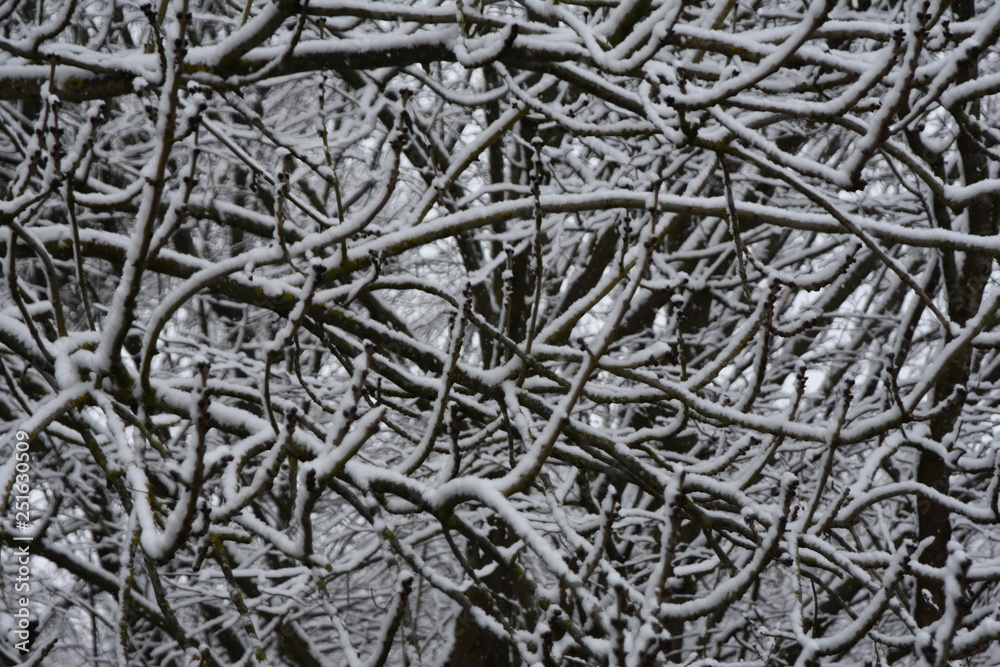 bois enneigé,neige, bois, foret bois enneigé,neige, bois, foret