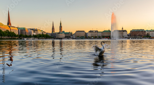 Ein Schwan breitet seine Flügel während eines Sonnenuntergangs auf der Binnenalster aus photo