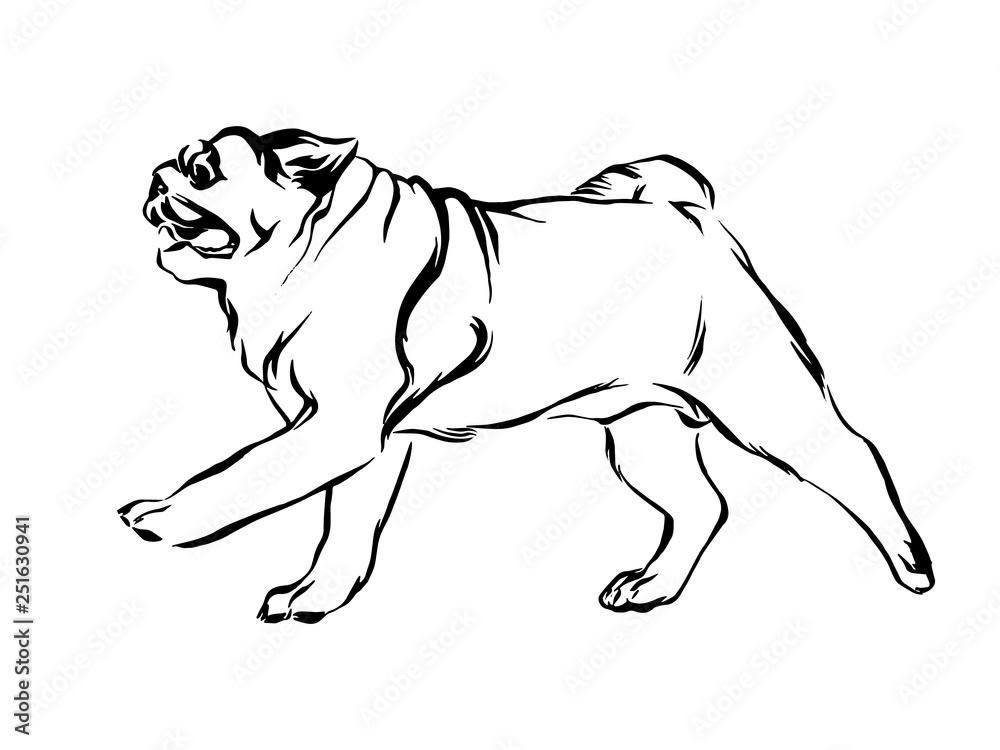 Hand drawn running pug puppy dog. Vector sketch black isolated animal pet  illustration on white background vector de Stock | Adobe Stock
