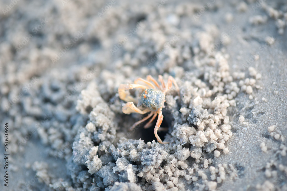 Crabs and sand grains on the beach with blurred background