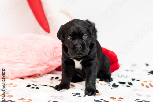 Little puppy breed Cane Corso. This is a large, massive, energetic, well-built dog with a strong and muscular body.