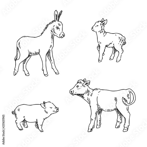 Set of young farm animals. Lamb  pig  calf and donkey. Sketch. Engraving style. Vector illustration.