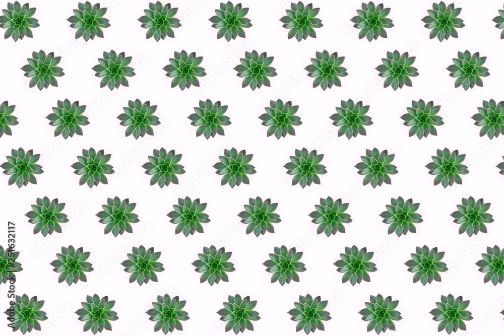 Flat lay of beautiful pattern of green succulents isolated on pink background, top view. Flat lay of beautiful pattern of green succulents isolated on pink background, top view.