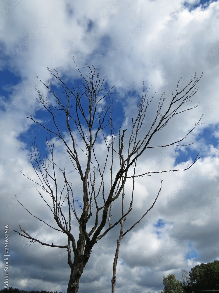 One Single Isolated Black Tree with Bare Branches without Leaves and Blue Cloudy Sunny Sky with White Clouds One Single Isolated Black Tree with Bare Branches without Leaves and Blue Cloudy Sunny Sky with White Clouds