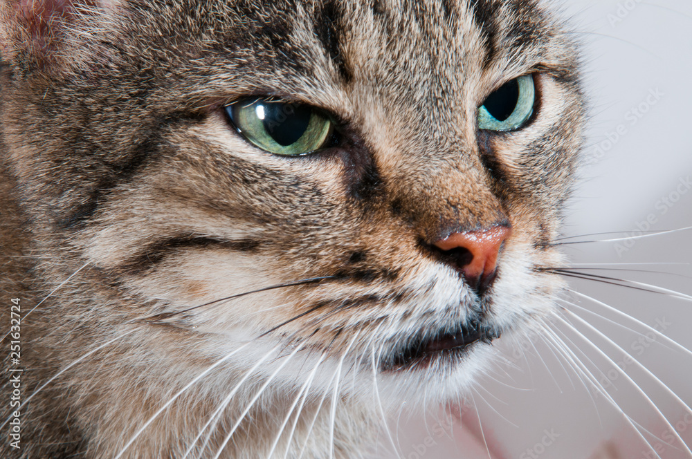 Gray cat with green eyes