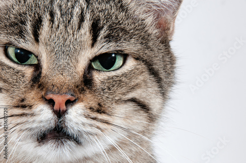 Big gray cat with green eyes carefully looks into the lens © Benjamin Gelman